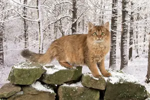 Sorrel: Cat Somali / Sorrel