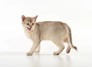 Sorrel: CAT. Somali, Sorrel silver