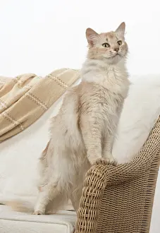 Sorrel: Cat Somali, sorrel silver