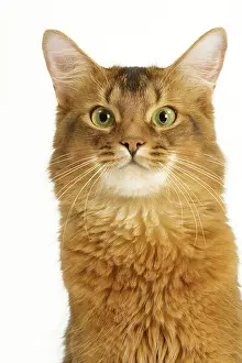 Ticked: Cat - Somali in studio
