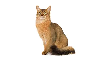 Ticked: Cat - Somali in studio
