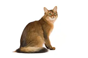 Ticked: Cat - Somali in studio