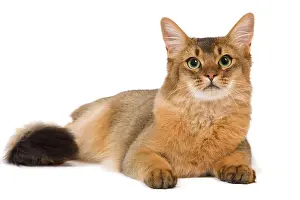 Ticked: Cat - Somali in studio