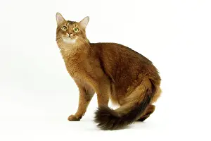 Ticked: Cat - Somali in studio