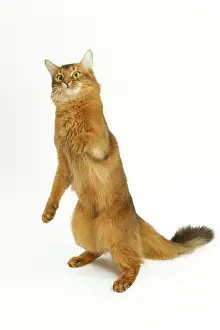Ticked: Cat - Somali in studio