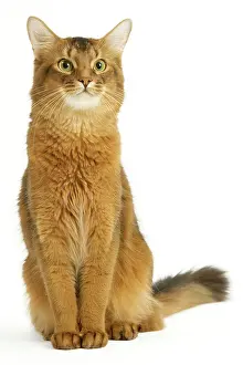 Ticked: Cat - Somali in studio