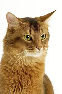 Ticked: Cat - Somali in studio