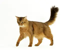 Ticked: Cat - Somali in studio