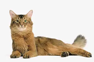 Ticked: Cat - Somali in studio