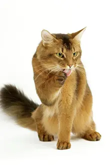 Ticked: Cat - Somali in studio groomimg