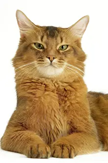 Ticked: Cat - Somali in studio - ruddy variety