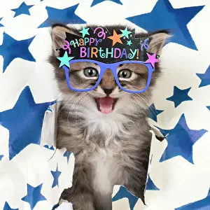 Celebrations: CAT - Somali tabby cross kitten about 5 weeks