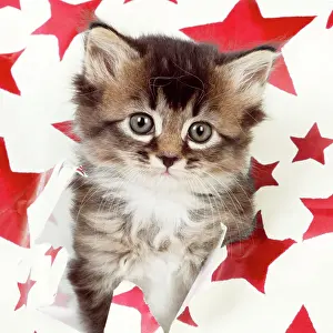 Wrapping: CAT - Somali x tabby kitten about 5 weeks old