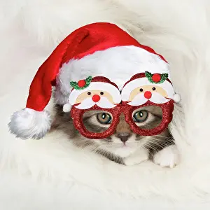 160520: CAT - Somali x tabby kitten wearing Christmas