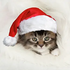 160520: CAT - Somali x tabby kitten wearing Christmas hat