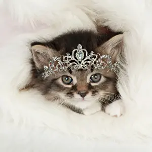 Tiara: CAT - Somali x tabby kitten wearing a tiara