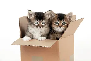 Cardboard: CAT - Somali x tabby kittens in cardboard box - 5 weeks old