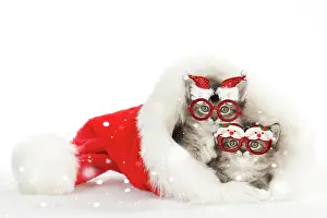 130620: CAT - Somali x tabby kittens wearing Christmas