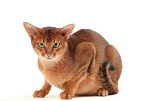 Abyssinians: Cat