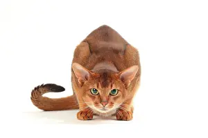 Abyssinians: Cat