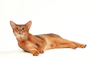 Abyssinians: Cat