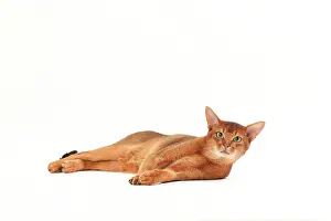 Abyssinians: Cat