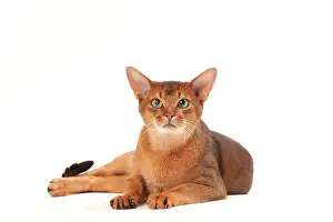 Abyssinians: Cat