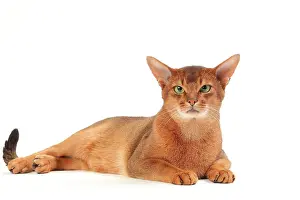 Abyssinians: Cat