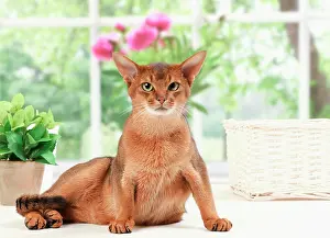 Abyssinians: Cat