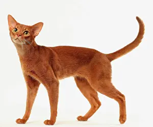 Abyssinians: Cat