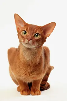 Cocked: Cat