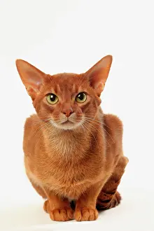 Abyssinians: Cat