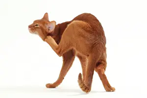 Itchy: Cat