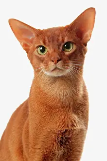 Abyssinians: Cat