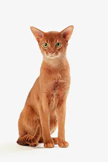 Abyssinians: Cat