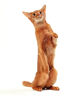 Abyssinians: Cat