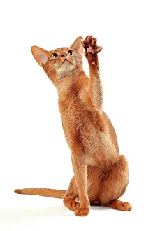 Abyssinians: Cat