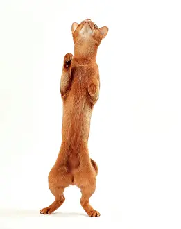 Abyssinians: Cat