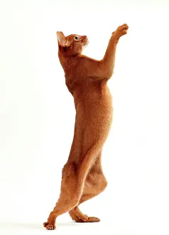 Marching: Cat