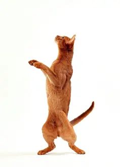 Abyssinians: Cat