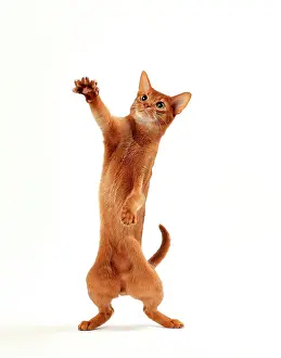Abyssinians: Cat