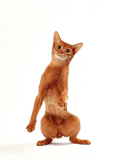 Abyssinians: Cat