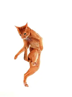 Football: Cat