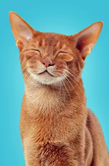 Satisfied: Cat Sorrel Abyssinian smiling. Digital Manipulation