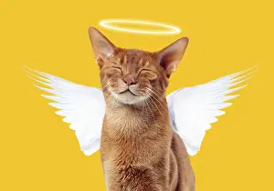 Angels: Cat - Sorrel Abyssinian - smiling Digital Manipulation: