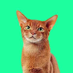 Abyssinian: Cat - Sorrel Abyssinian - smiling against green background