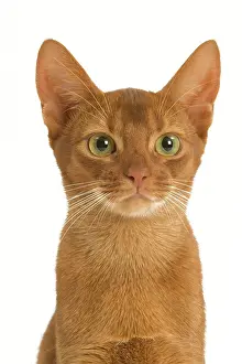 Ticked: Cat - Sorrel Abyssinian in studio