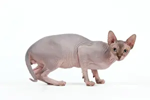 Wrinkles: Cat - Sphynx