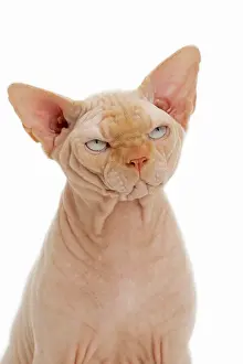 Sphynx: Cat - Sphynx