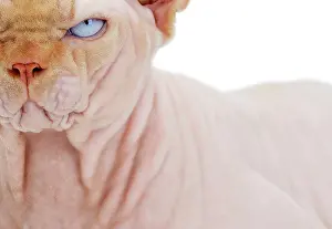 Sphynx: Cat - Sphynx